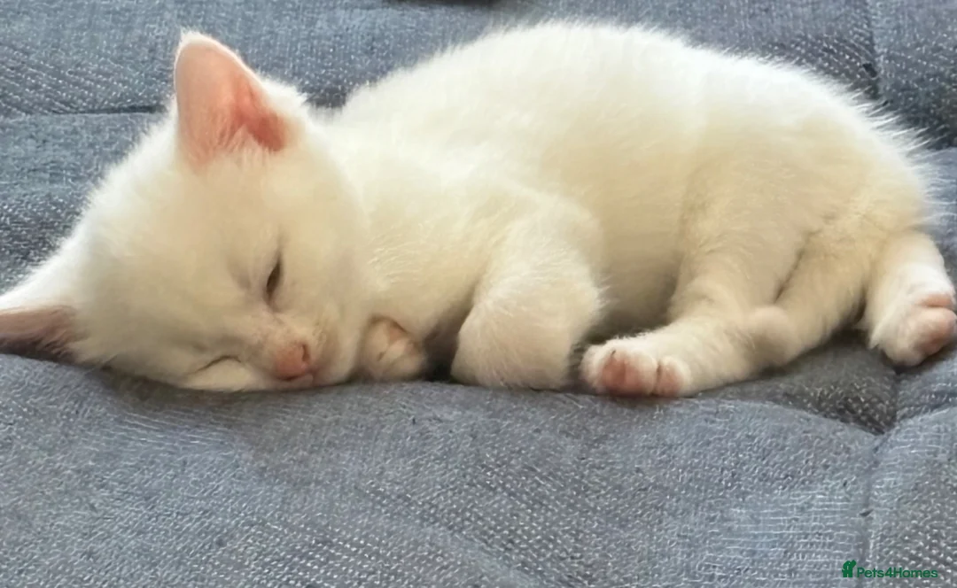 Bengal cats for sale: Turkish Angolan beautiful kittens  in Beckenham - Advert 5