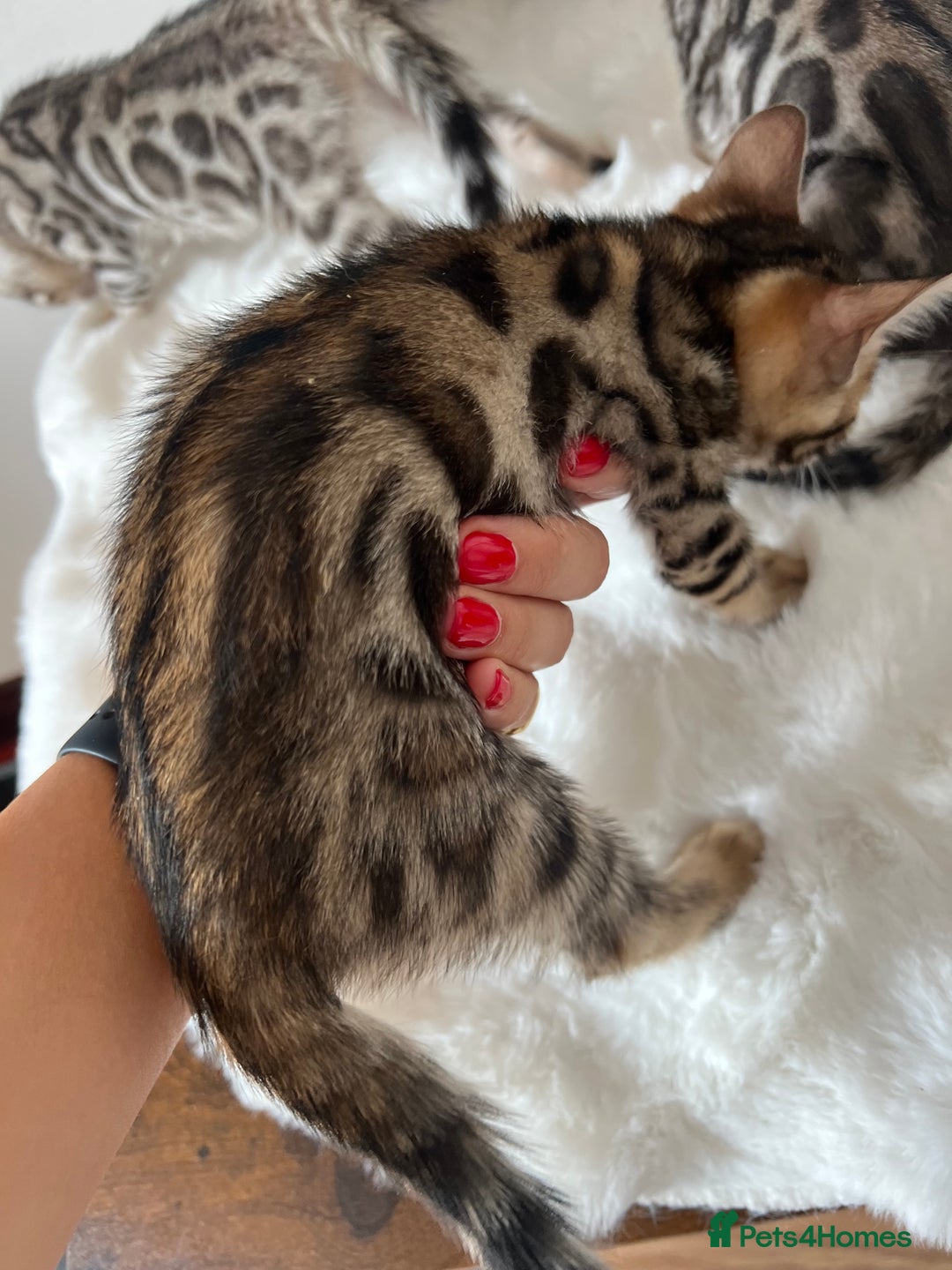 Bengal cats for sale: 🐾 TICA Registered Bengal Kittens 🐆🥰 - Image 10