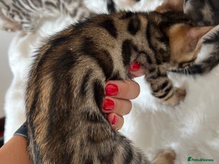 Bengal cats - Advert 1