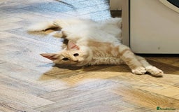 Norwegian Forest Cat cats for sale: Full FIFe pedigree Norwegian Forest Kittens  in Normanton - Image 4