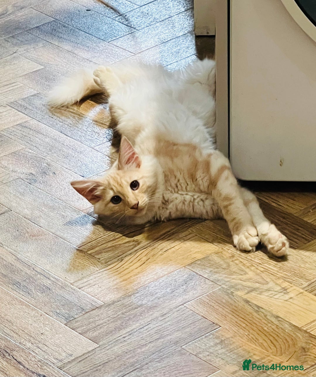 Norwegian Forest Cat cats for sale: Full FIFe pedigree Norwegian Forest Kittens  in Normanton - Image 4