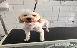 Cavapoo dogs for sale: Outstanding F1 Apricot Cavapoo puppies  - Image 32
