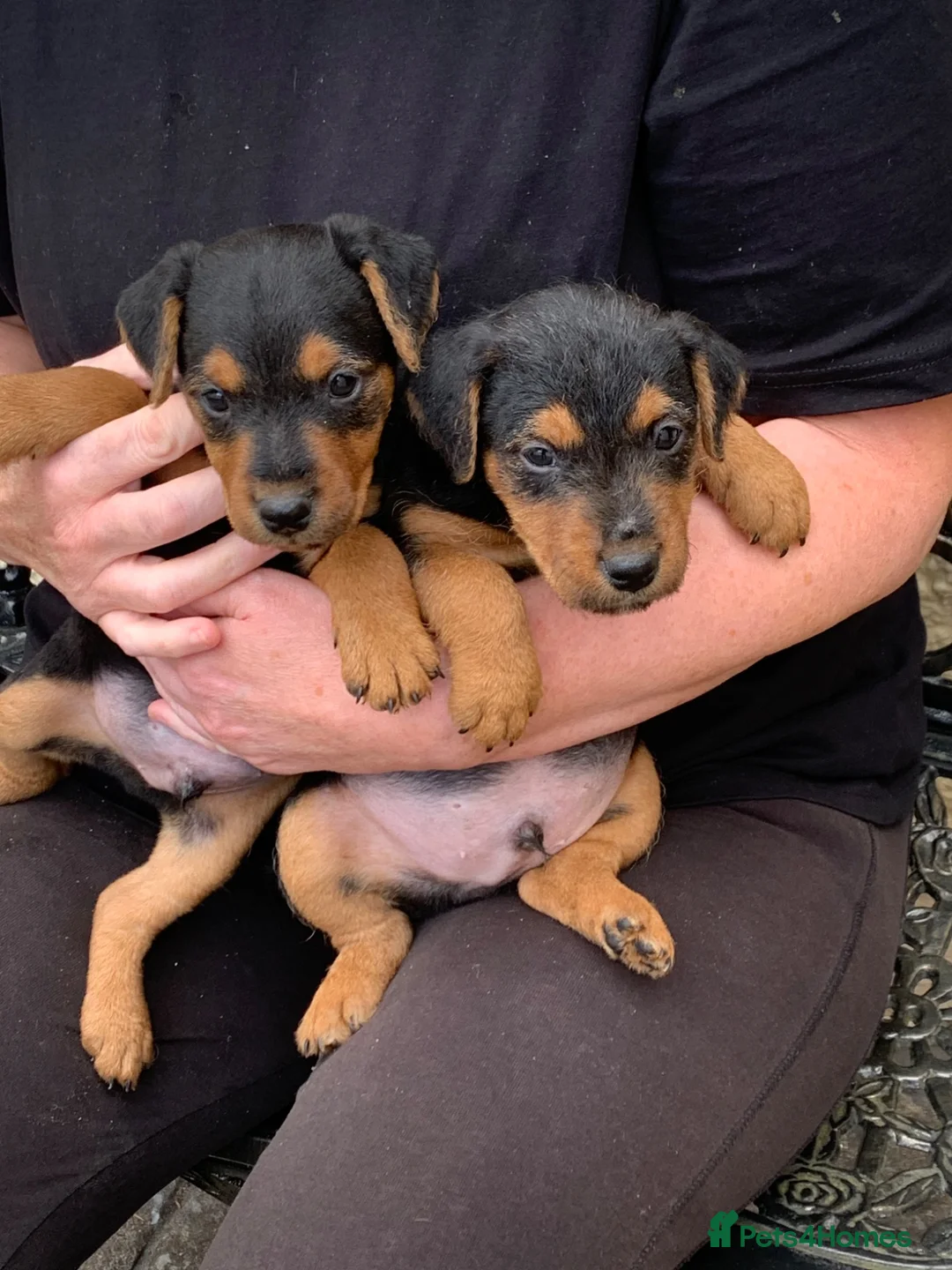 Lakeland Terrier dogs for sale: Lakeland terrier pups  - Advert 2