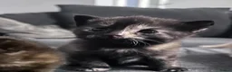 Domestic Shorthair cats for sale: Beautiful kittens - Advert 19