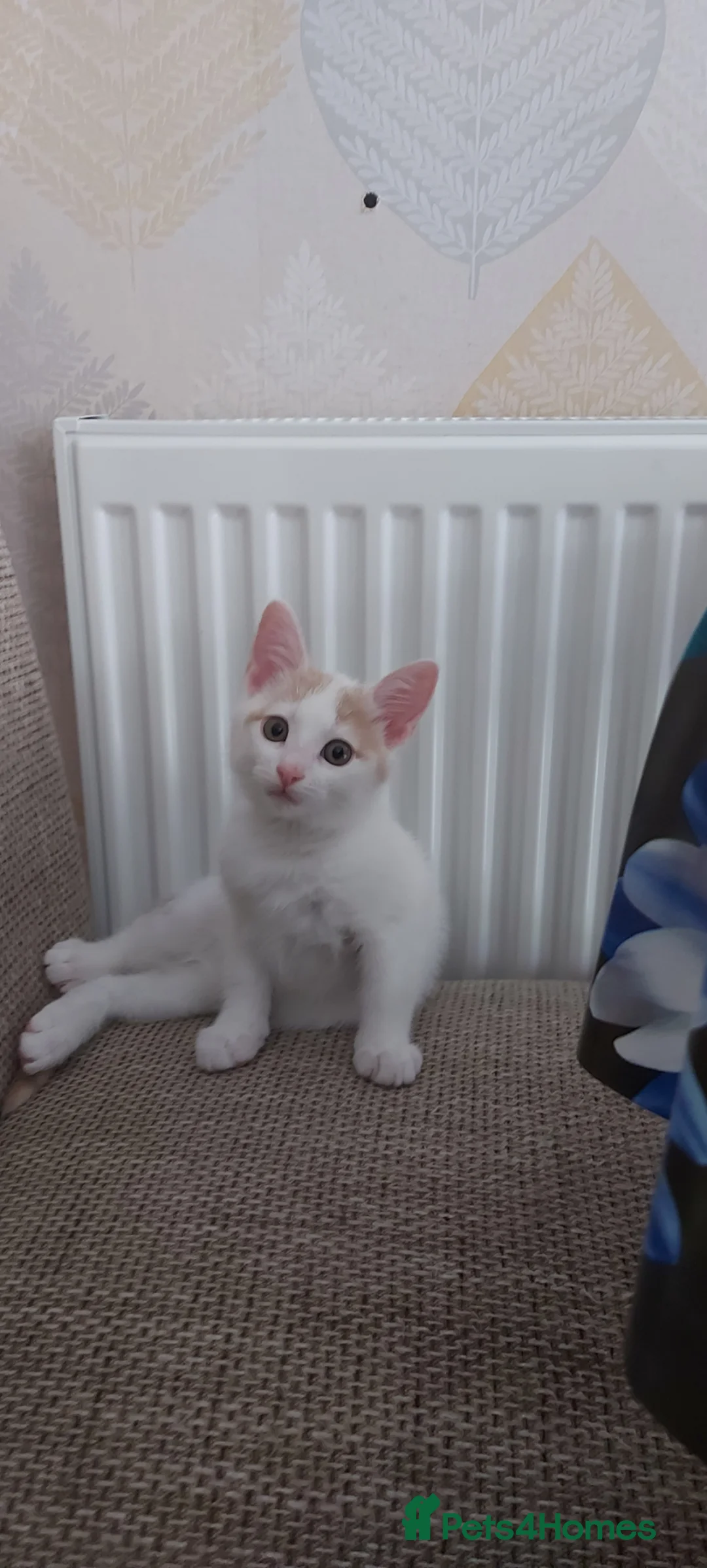 Mixed Breed cats for sale: Kitten for sale - Advert 2