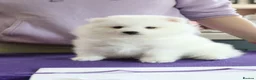 Japanese Spitz dogs for sale: Adorable Japanese Spitz male puppie - Advert 4