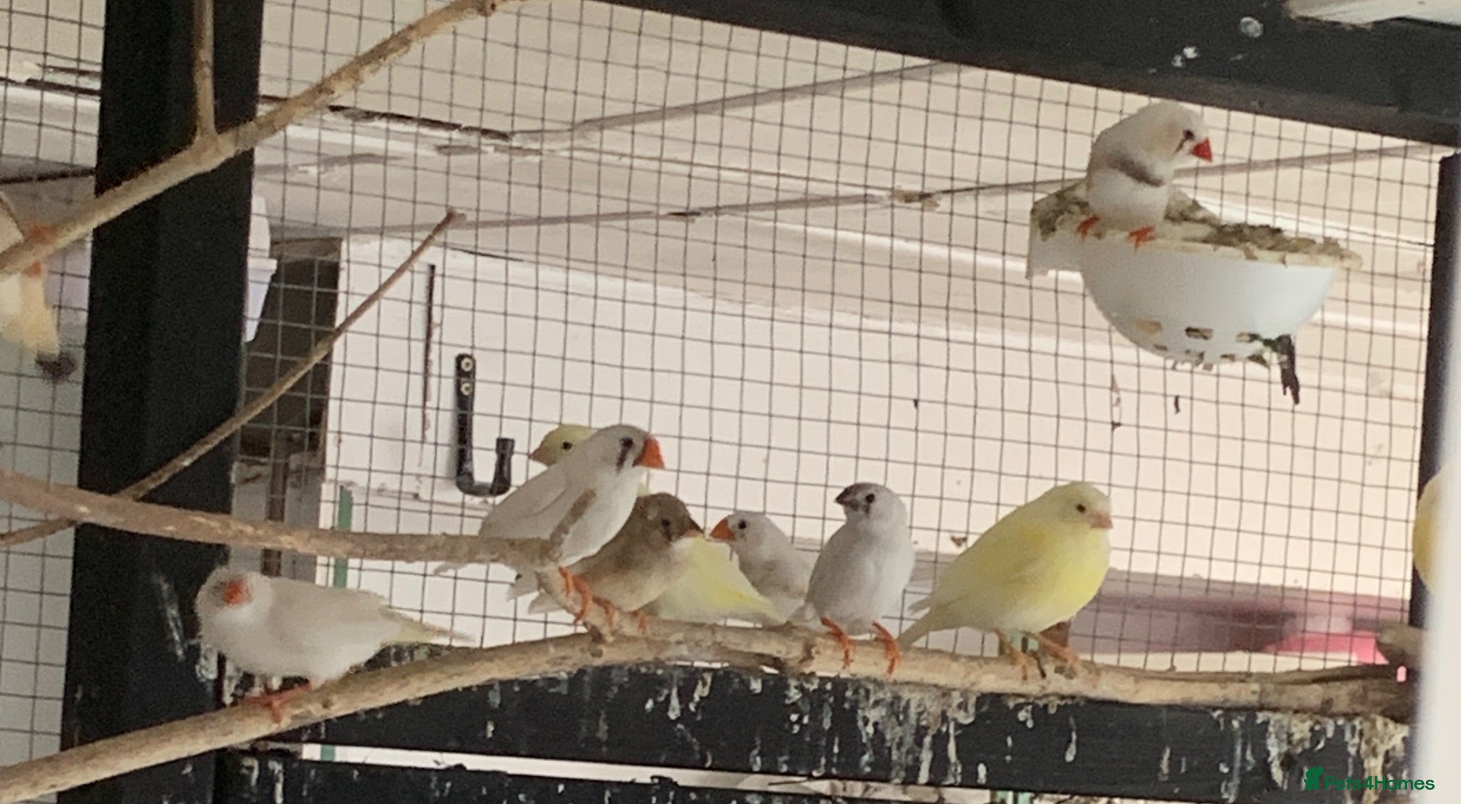 Finches birds Pied zebra finches  - Advert 1