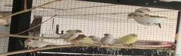 Finches birds for sale: Pied zebra finches  in Malvern - Advert 1
