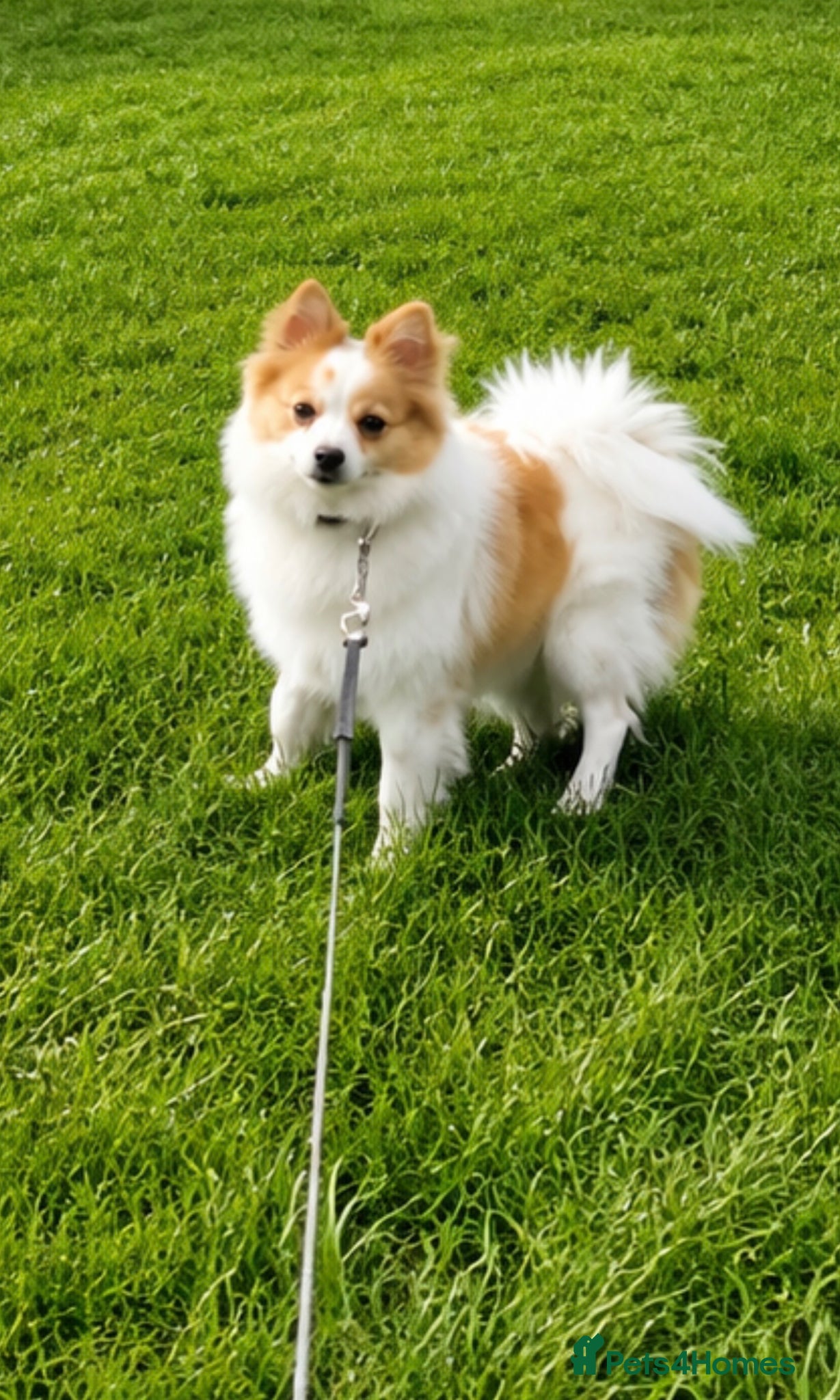 German Spitz dogs German spitz  - Advert 2