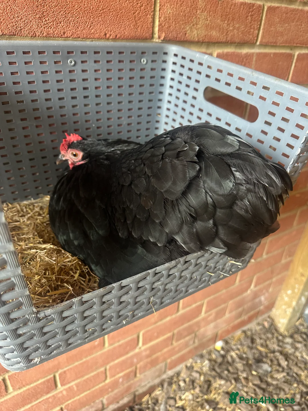 Chickens poultry for sale: 9 Batam Pekins  - Advert 8