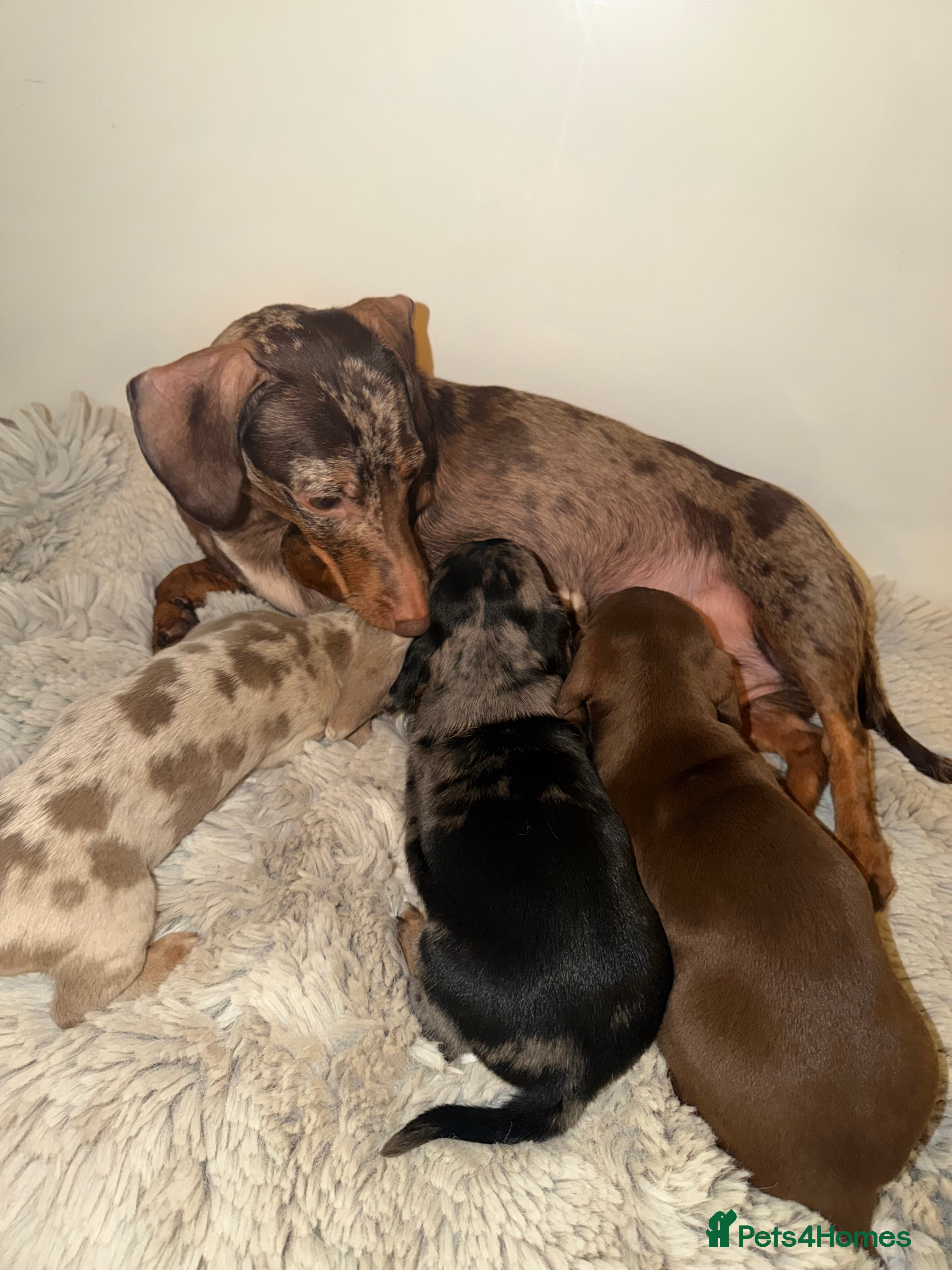 Miniature Dachshund dogs Well-socialised Miniature Dachshund puppies 🐶🐾 - Advert 1