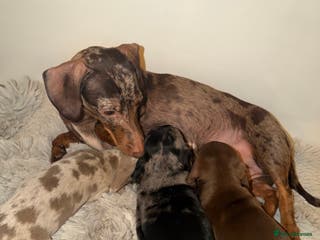 Miniature Dachshund dogs Well-socialised Miniature Dachshund puppies 🐶🐾 - Advert 17