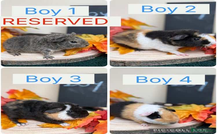 Guinea Pig rodents - Advert 8