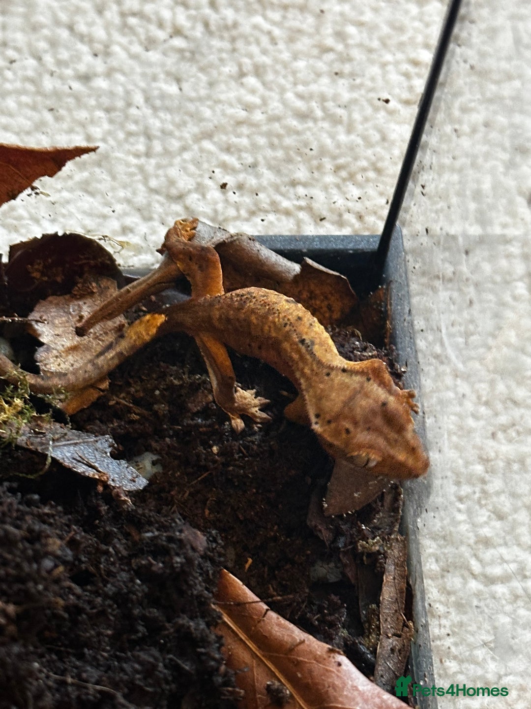 Gecko reptiles for sale: Brown Dalmatian Crested Gecko in Banbury - Image 19