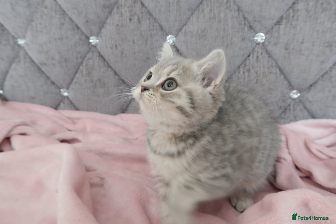 British Shorthair cats for sale: GCCF 💛 Sandy 💛 Pedigree British Shorthair Kitten - Advert 9