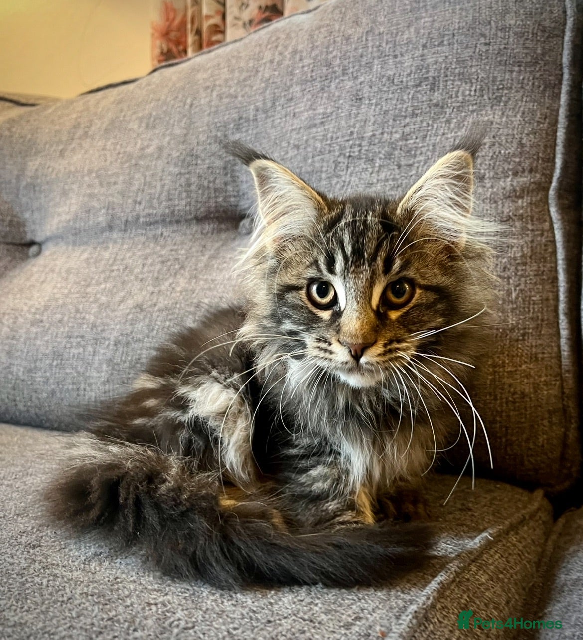 Maine Coon cats Purebred Maine Coon Kittens.Blue,Black Smoke,Tabby - Advert 2