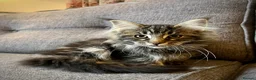 Maine Coon cats for sale: Purebred Maine Coon Kittens.Blue,Black Smoke,Tabby - Advert 18