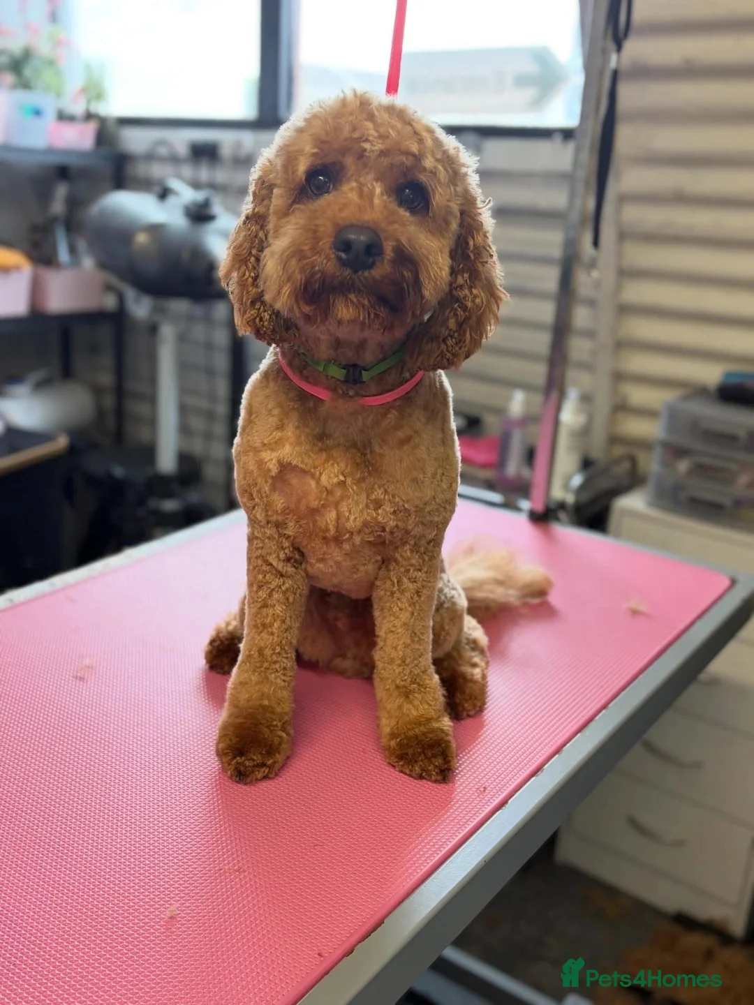 Cavachon dogs for sale: Cavapoochons  in Haverfordwest - Advert 2