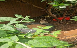 Rex rabbits for sale: Mini rex rabbits - Image 6