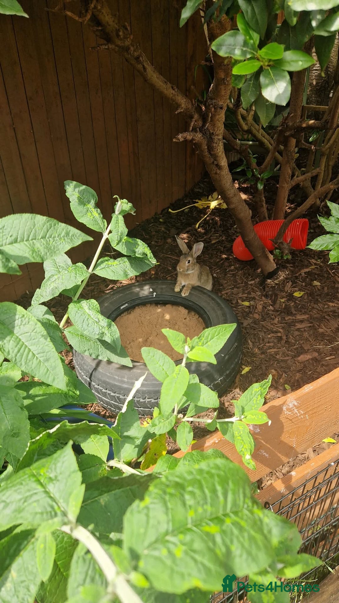 Rex rabbits for sale: Mini rex rabbits - Image 6