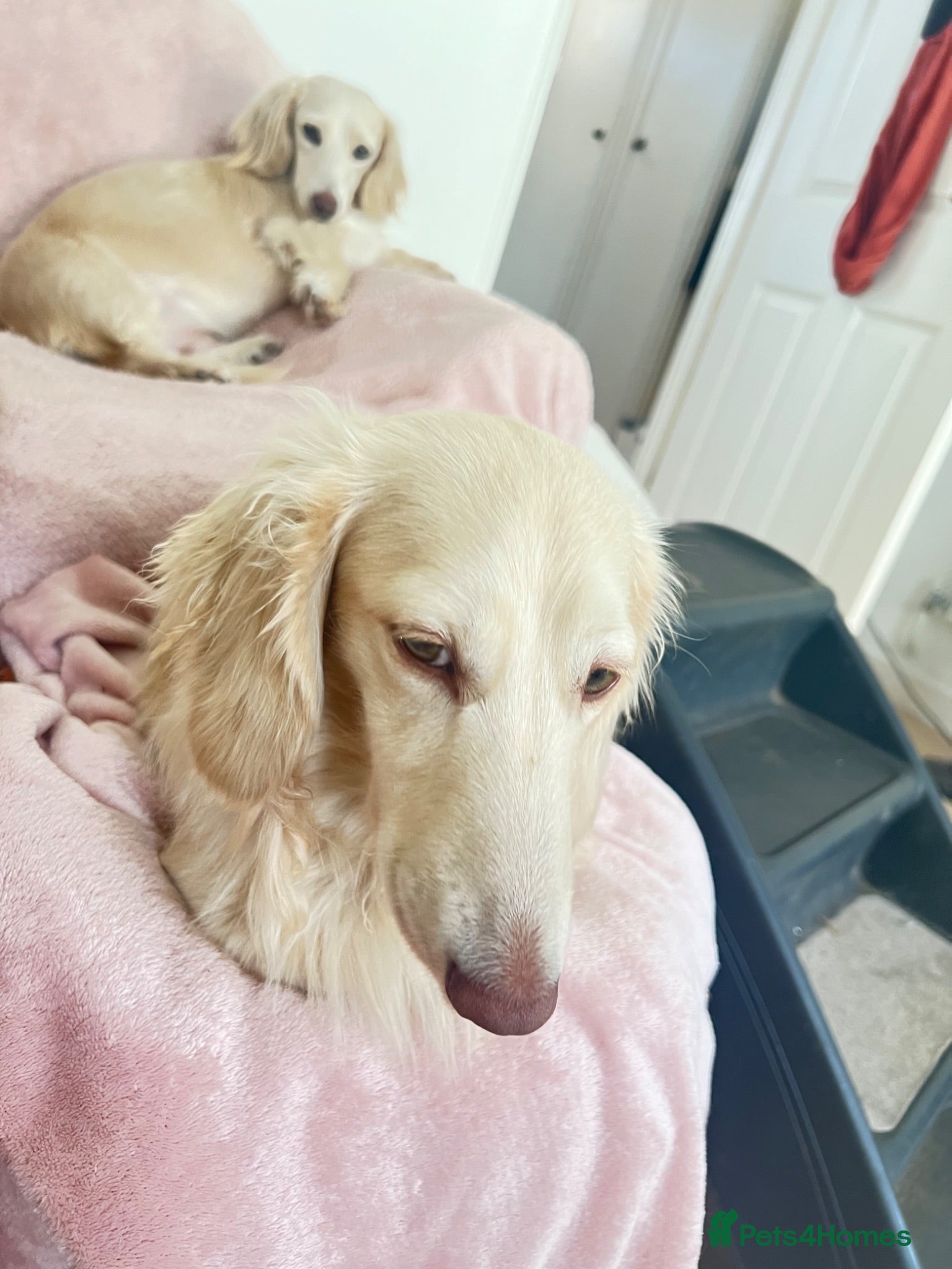 Miniature Dachshund dogs Beautiful KC boy - Advert 2