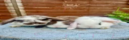 Mini Lop rabbits for sale: Gorgeous mini lops  - Advert 10