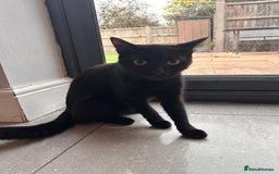 Mixed Breed cats for sale: Kittens for forever homes - Image 5