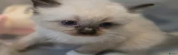 Ragdoll cats for sale: Chunky cuddly ragdoll pedigree kittens - Advert 11