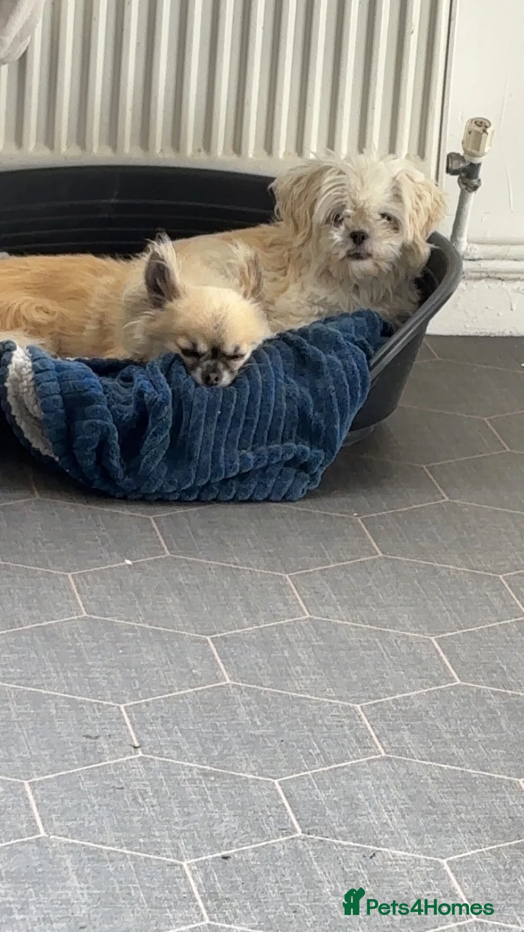 Mixed Breed dogs for sale: Bonnie, Our family pet - Advert 2