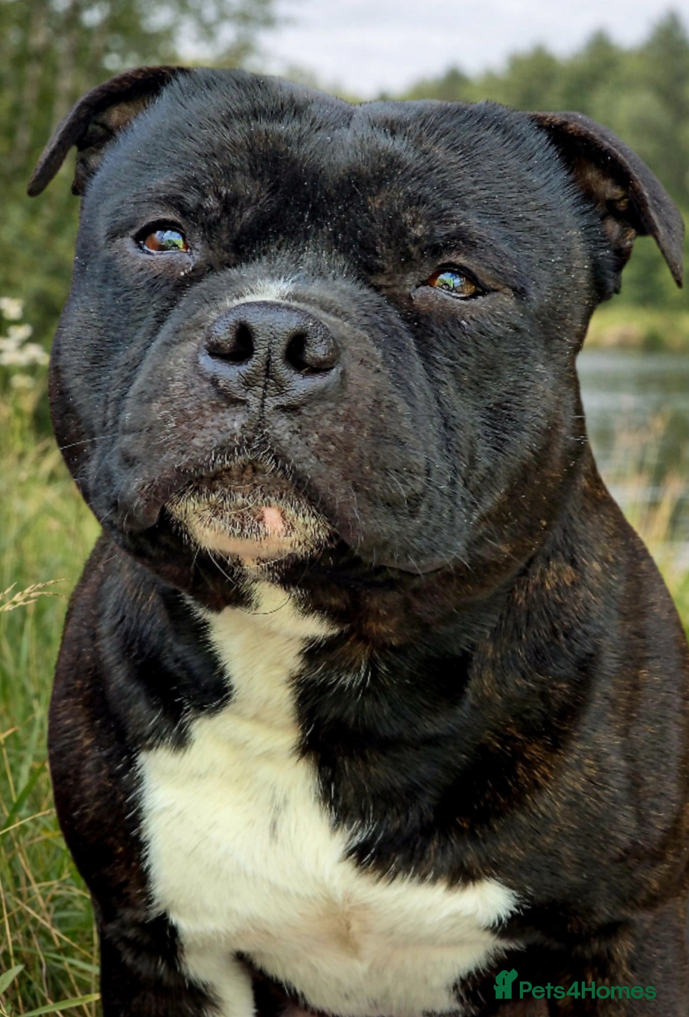 Staffordshire Bull Terrier dogs HT KC Reg, True Quality Staffordshire Bull Terrier - Advert 1