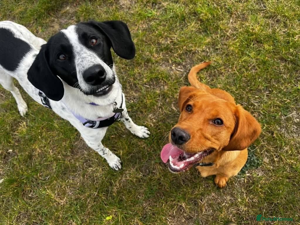 Mixed Breed dogs for adoption: Meet Annabel, currently residing in Cheshire  in Nantwich - Advert 6