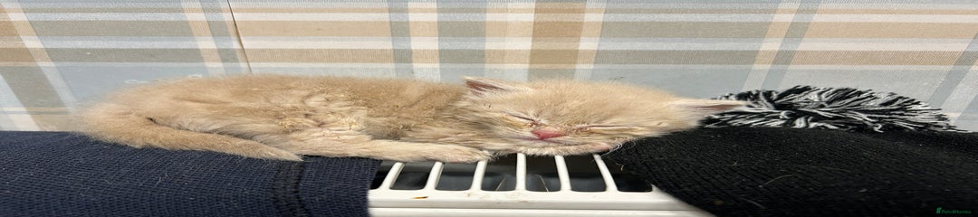 Mixed Breed Kitten 3