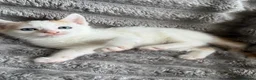 Turkish Angora cats for sale: Beautiful pattern, Kitten - Advert 16