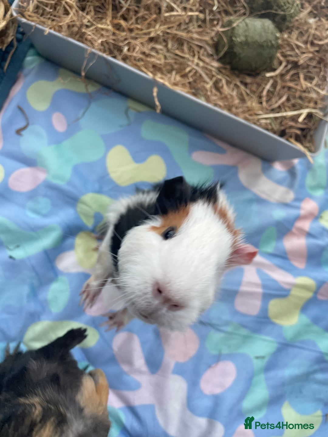 Guinea Pig rodents for sale: 3 male guinea pigs 8 months with everything includ - Advert 3