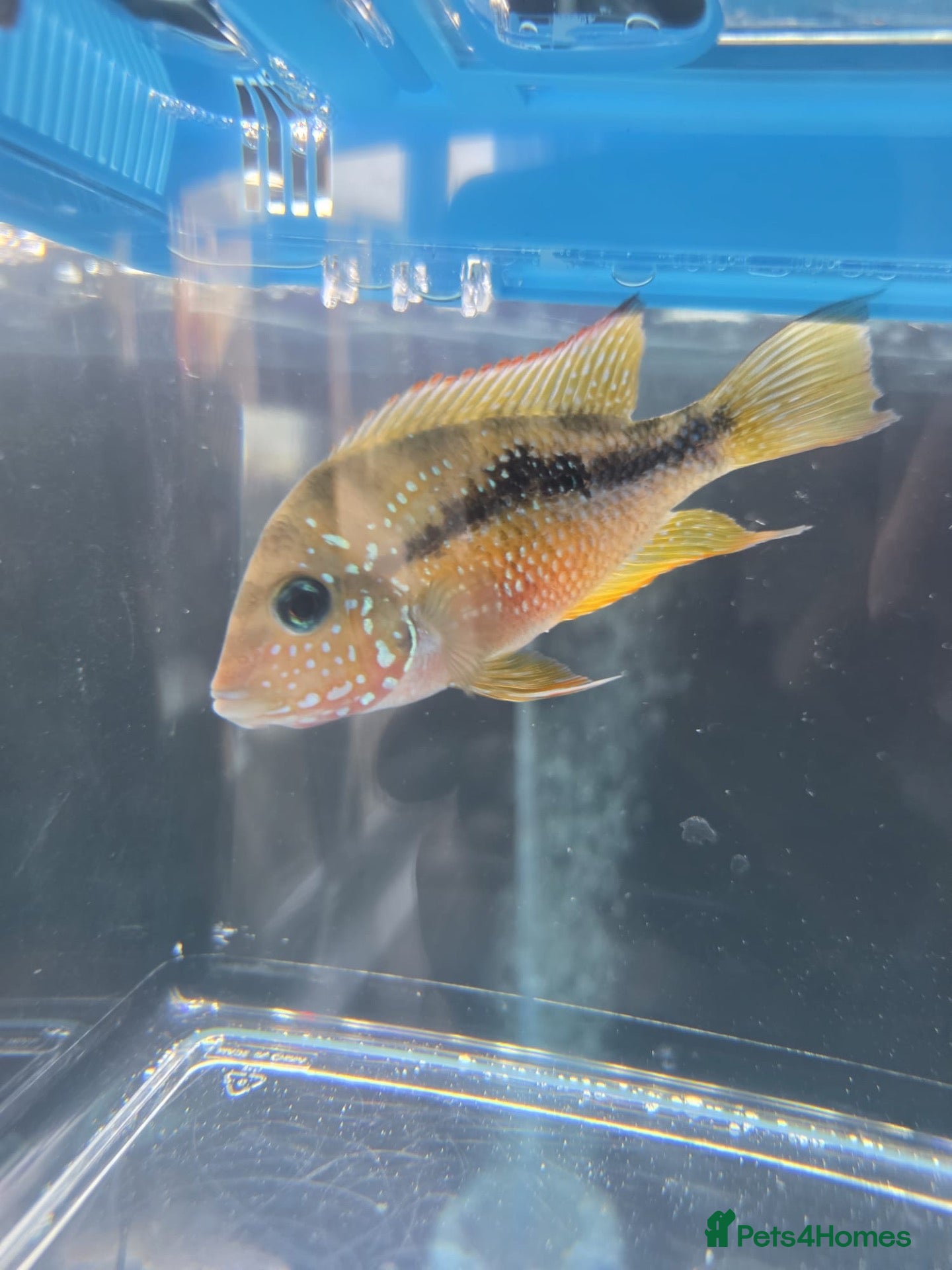 Cichlids fish Spot cheek cichlid - Advert 14
