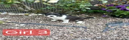 Border Collie dogs for sale: Border collie pups for sale - Advert 13