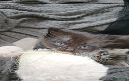 Mixed Breed cats for sale: Ragdoll x scottish fold kittens. Long haired - Image 22