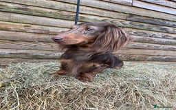 Miniature Dachshund dogs for sale: Miniature Dachshund Boys and Girls From £700 - Image 37