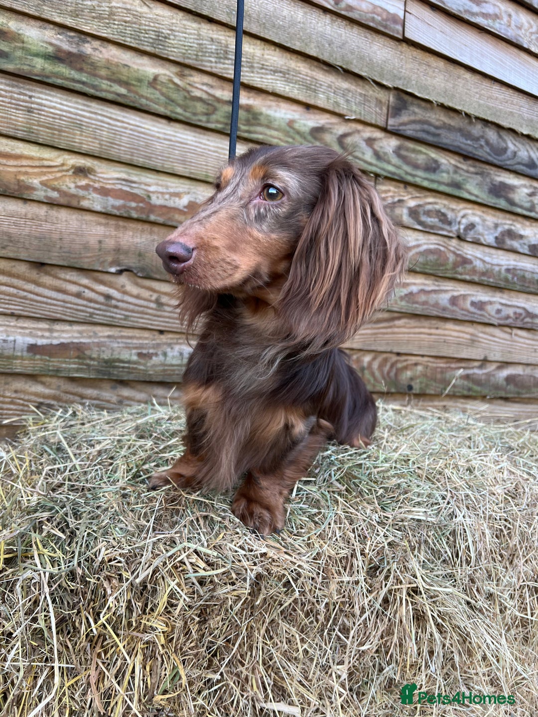 Miniature Dachshund dogs for sale: Miniature Dachshund Boys and Girls From £700 - Image 37