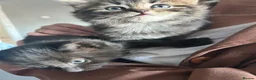 British Longhair cats for sale: Two female kittens  - Advert 5