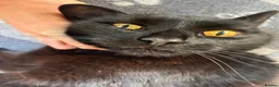 Mixed Breed cats for adoption: MUFFIN IS RESERVED - Advert 3