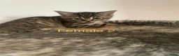 Domestic Shorthair cats for sale: Lovely Kittens For Sale  - Advert 6