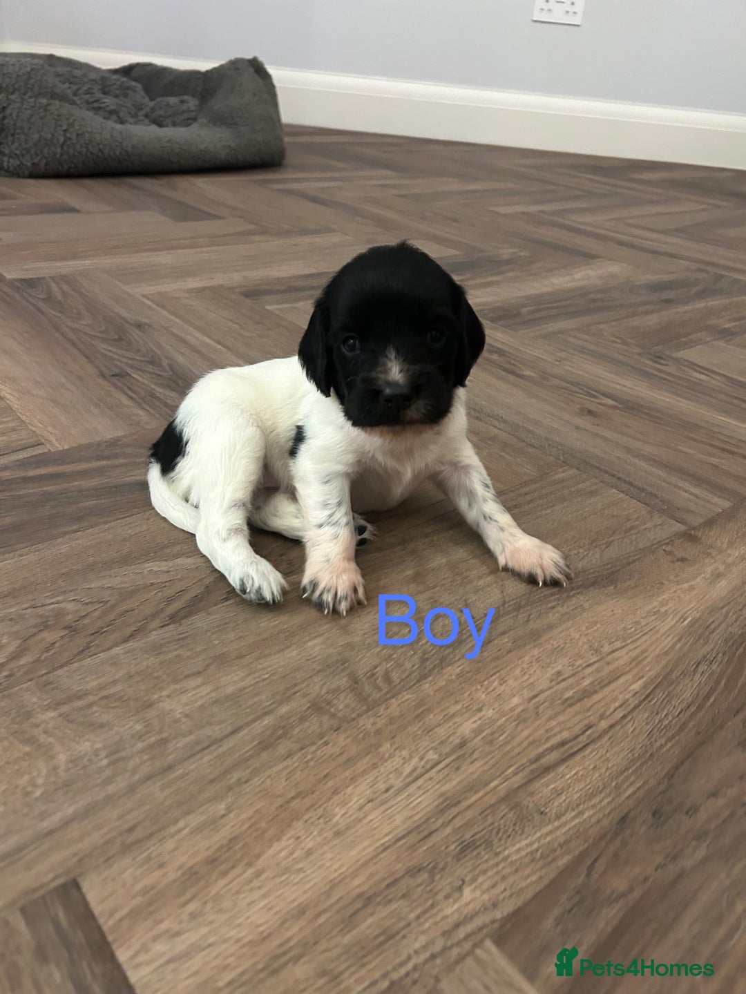 English Springer Spaniel dogs for sale: Springer spaniel puppies  - Image 4