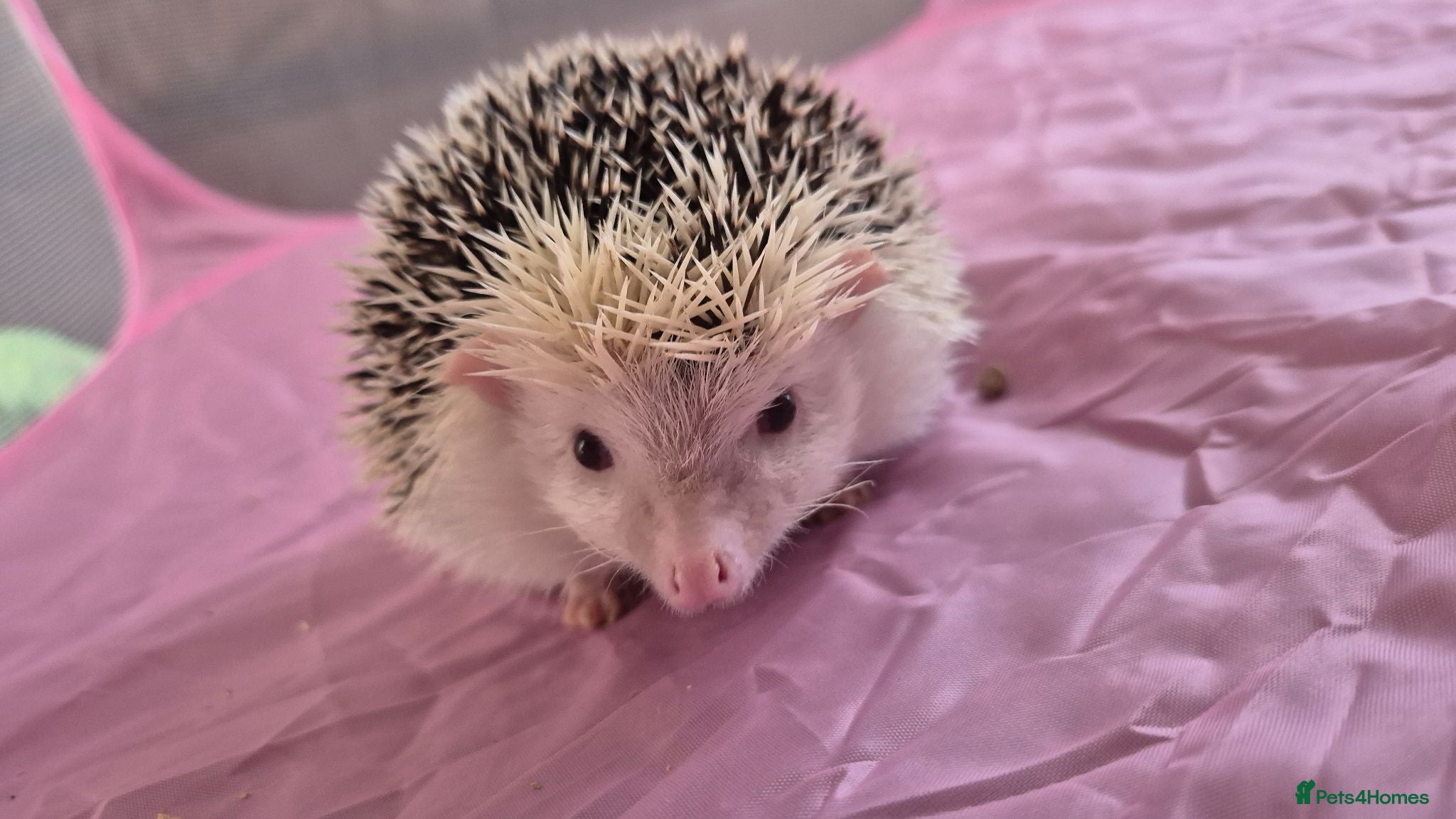 Pygmy Hedgehog rodents Gorgeous girl for sale  - Advert 1