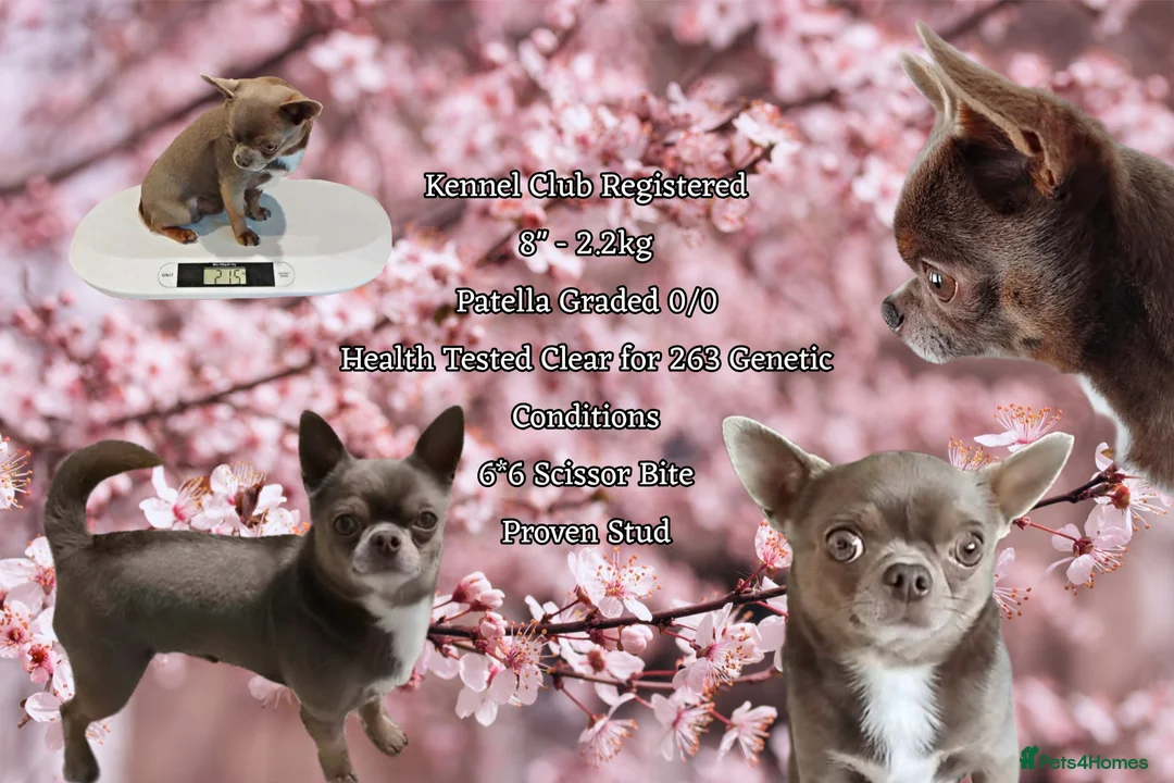 Chihuahua dogs for stud: KC reg-Health tested-PROVEN  - Advert 1