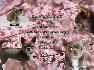 Chihuahua dogs KC reg-Health tested-PROVEN - Advert 3