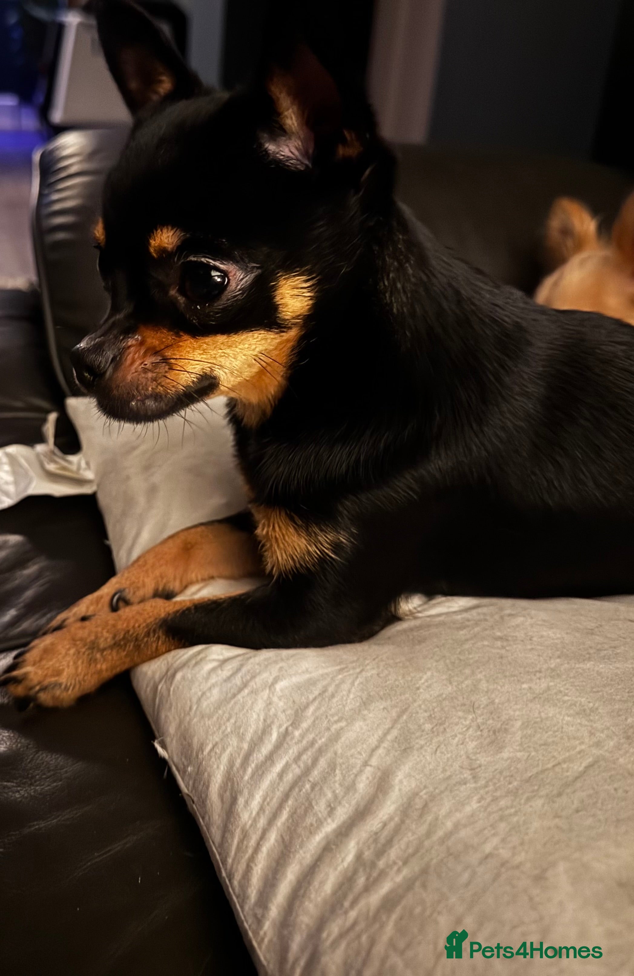 Chihuahua dogs Chihuahua girl 1 year old  - Advert 10