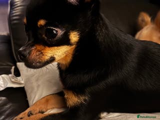 Chihuahua dogs Chihuahua girl 1 year old - Advert 10