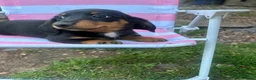 Miniature Dachshund dogs for sale: ***mini dachshunds*** in Nottingham - Advert 19