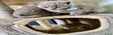 British Shorthair Kitten 2